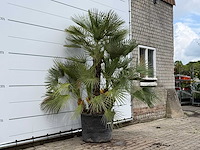 Europese dwergpalm meerstammig xl - chamaerops humilis - hoogte ca. 250 cm - afbeelding 3 van  8