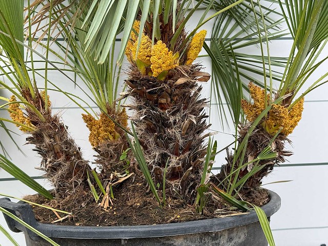 Europese dwergpalm meerstammig xl - chamaerops humilis - hoogte ca. 250 cm - afbeelding 4 van  8