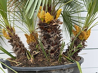 Europese dwergpalm meerstammig xl - chamaerops humilis - hoogte ca. 250 cm - afbeelding 4 van  8