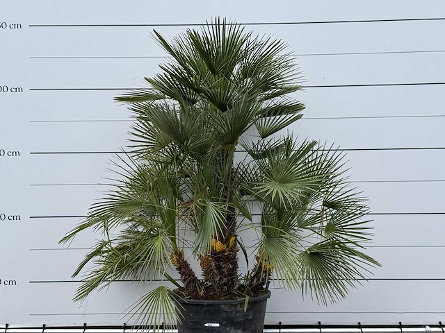 Europese dwergpalm meerstammig xl - chamaerops humilis - hoogte ca. 250 cm - afbeelding 5 van  8