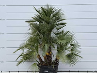 Europese dwergpalm meerstammig xl - chamaerops humilis - hoogte ca. 250 cm - afbeelding 5 van  8