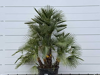Europese dwergpalm meerstammig xl - chamaerops humilis - hoogte ca. 250 cm - afbeelding 6 van  8