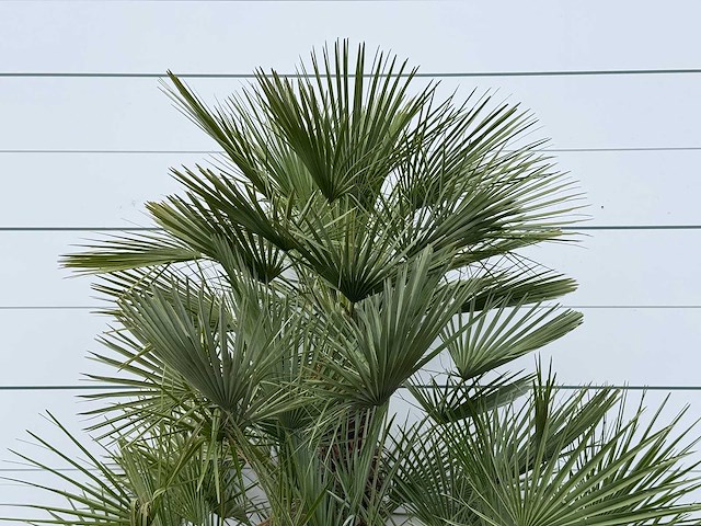 Europese dwergpalm meerstammig xl - chamaerops humilis - hoogte ca. 250 cm - afbeelding 7 van  8