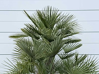 Europese dwergpalm meerstammig xl - chamaerops humilis - hoogte ca. 250 cm - afbeelding 7 van  8