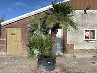 Europese dwergpalm meerstammig xl - chamaerops humilis - hoogte ca. 280 cm