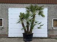 Europese dwergpalm meerstammig xl - chamaerops humilis - hoogte ca. 280 cm