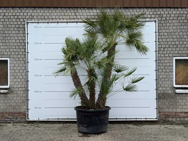 Europese dwergpalm meerstammig xl - chamaerops humilis - hoogte ca. 280 cm - afbeelding 2 van  7