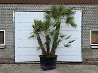 Europese dwergpalm meerstammig xl - chamaerops humilis - hoogte ca. 280 cm - afbeelding 2 van  7