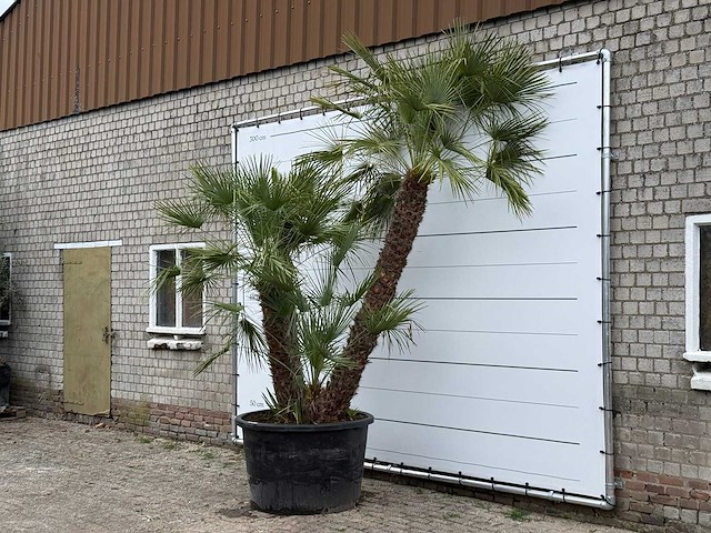 Europese dwergpalm meerstammig xl - chamaerops humilis - hoogte ca. 280 cm - afbeelding 3 van  7