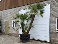Europese dwergpalm meerstammig xl - chamaerops humilis - hoogte ca. 280 cm - afbeelding 3 van  7