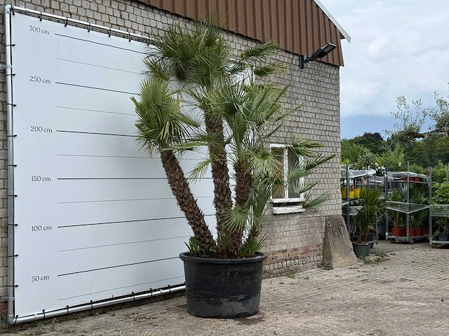 Europese dwergpalm meerstammig xl - chamaerops humilis - hoogte ca. 280 cm - afbeelding 4 van  7
