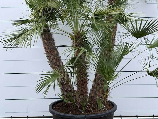 Europese dwergpalm meerstammig xl - chamaerops humilis - hoogte ca. 280 cm - afbeelding 5 van  7