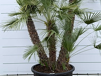Europese dwergpalm meerstammig xl - chamaerops humilis - hoogte ca. 280 cm - afbeelding 5 van  7