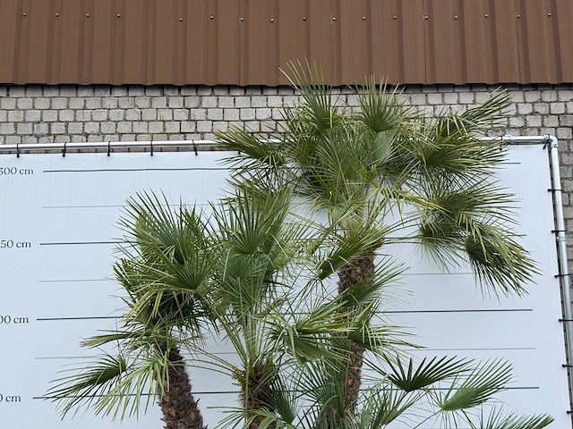 Europese dwergpalm meerstammig xl - chamaerops humilis - hoogte ca. 280 cm - afbeelding 6 van  7