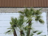Europese dwergpalm meerstammig xl - chamaerops humilis - hoogte ca. 280 cm - afbeelding 6 van  7