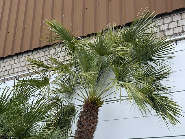 Europese dwergpalm meerstammig xl - chamaerops humilis - hoogte ca. 280 cm - afbeelding 7 van  7