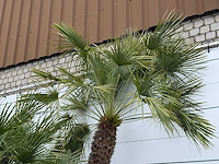 Europese dwergpalm meerstammig xl - chamaerops humilis - hoogte ca. 280 cm - afbeelding 7 van  7