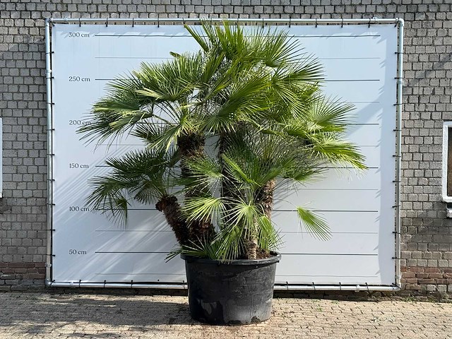 Europese dwergpalm meerstammig xl - chamaerops humilis - hoogte ca. 280 cm - afbeelding 1 van  6