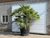 Europese dwergpalm meerstammig xl - chamaerops humilis - hoogte ca. 280 cm - afbeelding 2 van  6