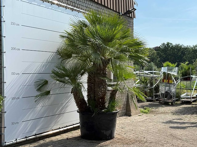 Europese dwergpalm meerstammig xl - chamaerops humilis - hoogte ca. 280 cm - afbeelding 3 van  6