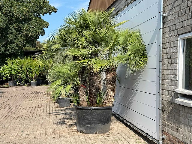 Europese dwergpalm meerstammig xl - chamaerops humilis - hoogte ca. 280 cm - afbeelding 4 van  6
