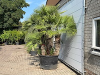 Europese dwergpalm meerstammig xl - chamaerops humilis - hoogte ca. 280 cm - afbeelding 4 van  6