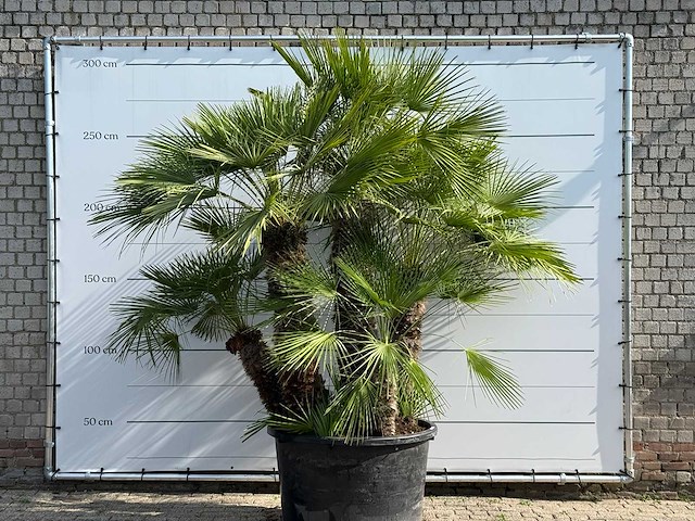 Europese dwergpalm meerstammig xl - chamaerops humilis - hoogte ca. 280 cm - afbeelding 5 van  6