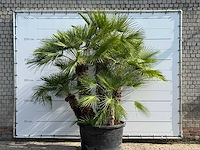 Europese dwergpalm meerstammig xl - chamaerops humilis - hoogte ca. 280 cm - afbeelding 5 van  6