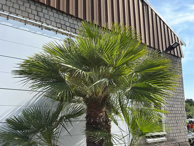Europese dwergpalm meerstammig xl - chamaerops humilis - hoogte ca. 280 cm - afbeelding 6 van  6
