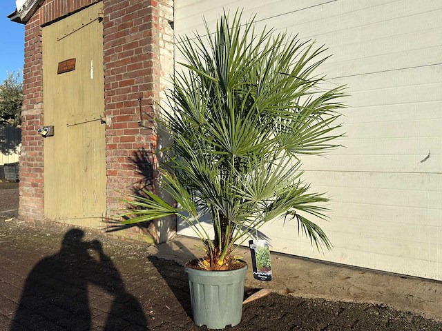 Europese dwergpalm s - chamaerops humilis - hoogte ca. 100 cm - afbeelding 1 van  2