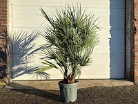 Europese dwergpalm s - chamaerops humilis - hoogte ca. 110 cm - afbeelding 1 van  4