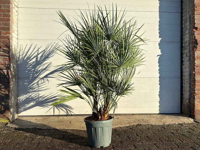 Europese dwergpalm s - chamaerops humilis - hoogte ca. 110 cm - afbeelding 1 van  4