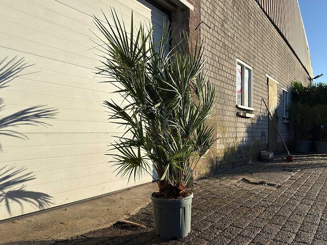 Europese dwergpalm s - chamaerops humilis - hoogte ca. 130 cm - afbeelding 1 van  1
