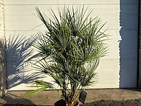 Europese dwergpalm s - chamaerops humilis - hoogte ca. 130 cm - afbeelding 4 van  4