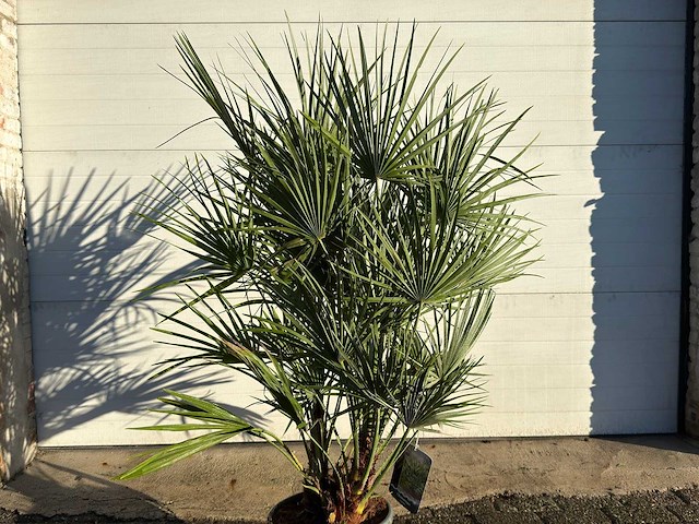 Europese dwergpalm s - chamaerops humilis - hoogte ca. 130 cm - afbeelding 3 van  3