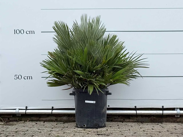 Europese dwergpalm vulcano - chamaerops vulcano - hoogte ca. 100 cm - afbeelding 1 van  4