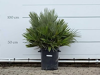 Europese dwergpalm vulcano - chamaerops vulcano - hoogte ca. 100 cm - afbeelding 1 van  4