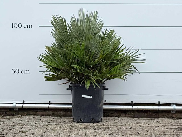Europese dwergpalm vulcano - chamaerops vulcano - hoogte ca. 100 cm - afbeelding 2 van  4