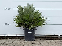 Europese dwergpalm vulcano - chamaerops vulcano - hoogte ca. 100 cm - afbeelding 2 van  4