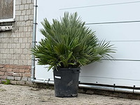 Europese dwergpalm vulcano - chamaerops vulcano - hoogte ca. 100 cm - afbeelding 3 van  4