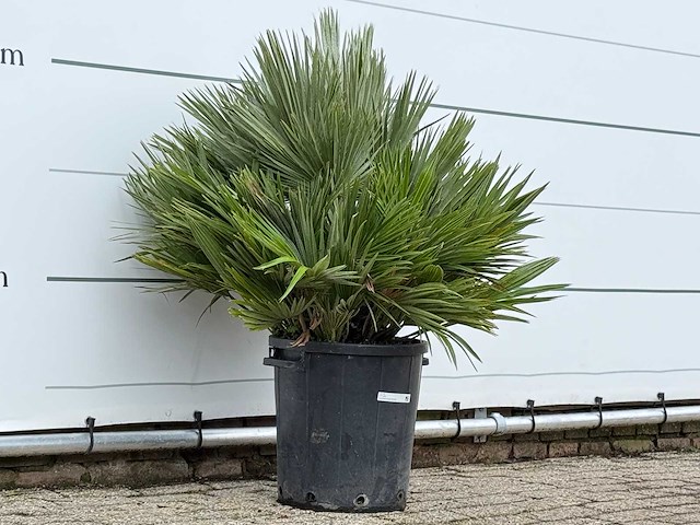 Europese dwergpalm vulcano - chamaerops vulcano - hoogte ca. 100 cm - afbeelding 4 van  4