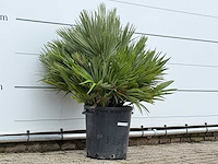 Europese dwergpalm vulcano - chamaerops vulcano - hoogte ca. 100 cm - afbeelding 4 van  4