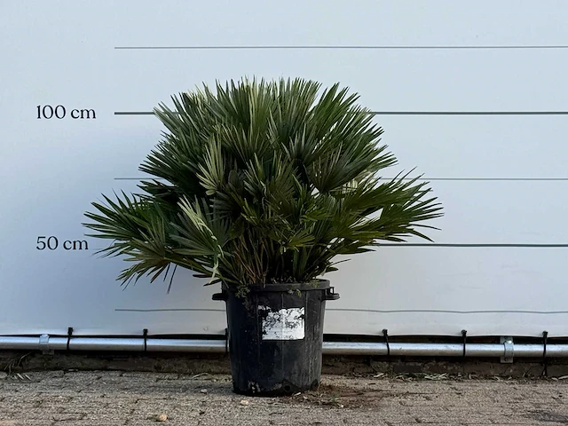 Europese dwergpalm vulcano - chamaerops vulcano - hoogte ca. 100 cm - afbeelding 1 van  3