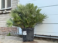 Europese dwergpalm vulcano - chamaerops vulcano - hoogte ca. 100 cm - afbeelding 2 van  3