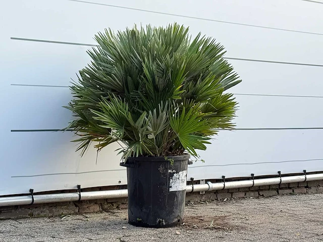 Europese dwergpalm vulcano - chamaerops vulcano - hoogte ca. 100 cm - afbeelding 3 van  3