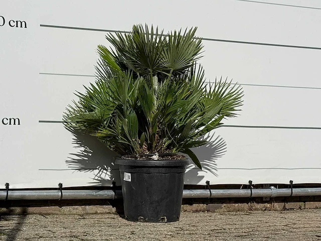 Europese dwergpalm vulcano - chamaerops vulcano - hoogte ca. 100 cm - afbeelding 1 van  3