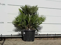 Europese dwergpalm vulcano - chamaerops vulcano - hoogte ca. 100 cm