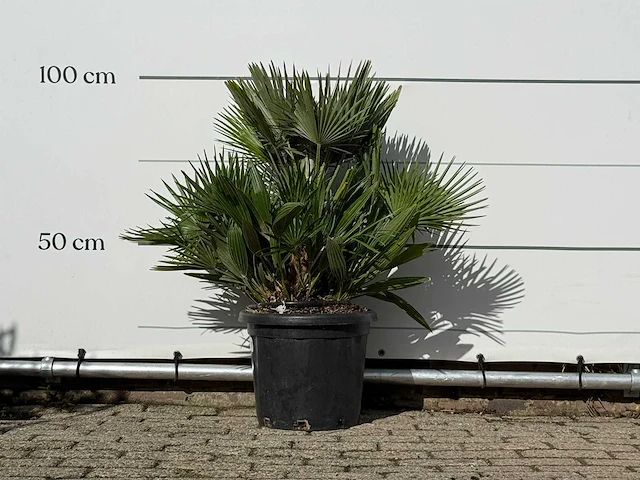 Europese dwergpalm vulcano - chamaerops vulcano - hoogte ca. 100 cm - afbeelding 2 van  3