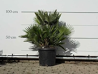 Europese dwergpalm vulcano - chamaerops vulcano - hoogte ca. 100 cm - afbeelding 2 van  3