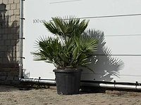 Europese dwergpalm vulcano - chamaerops vulcano - hoogte ca. 100 cm - afbeelding 3 van  3